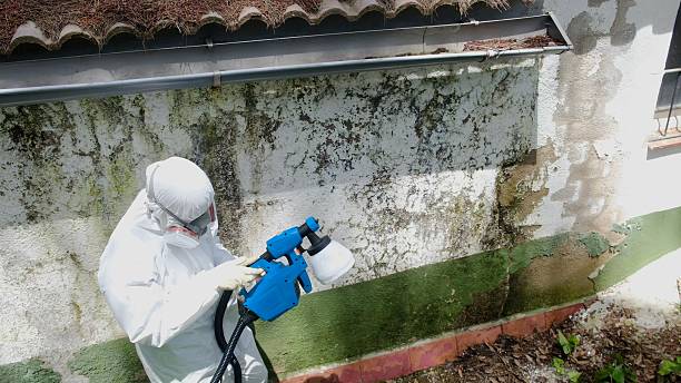 Top rated local Mold Remediation specialists in Gainesville, FL